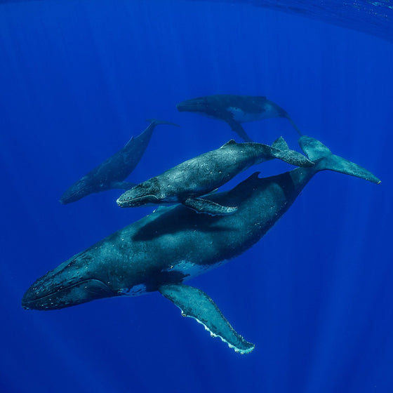 secrets_of_the_whales_brian_Skerry_Secrets of the Whales Book by Brian Skerry, Signed First Edition