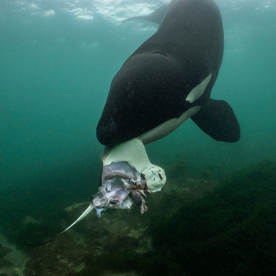 Secrets of the Whales Book by Brian Skerry, Signed First Edition