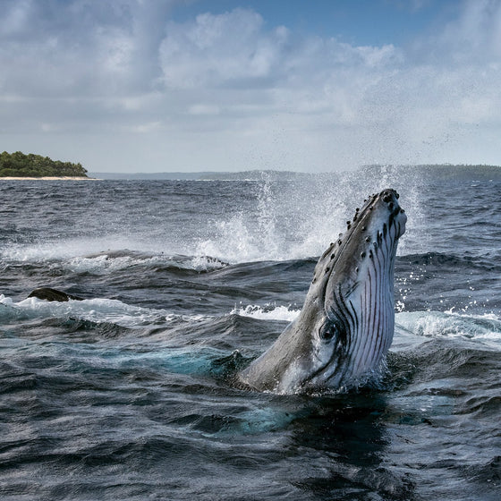 Secrets of the Whales Book by Brian Skerry, Signed First Edition